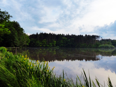 Příroda Třeboňska, rybníky a lesy