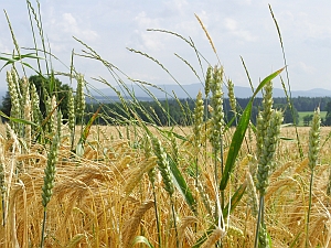 ubytování Třeboň penzion Hacienda - tipy na výlet